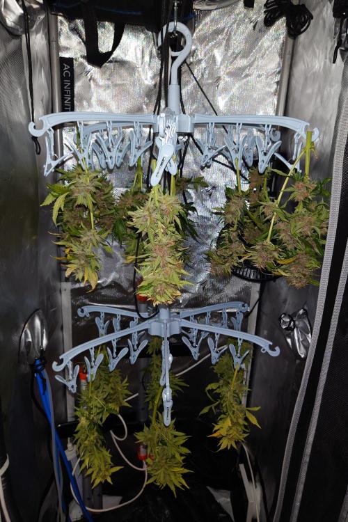 Grown in NarNia 2. Week 11