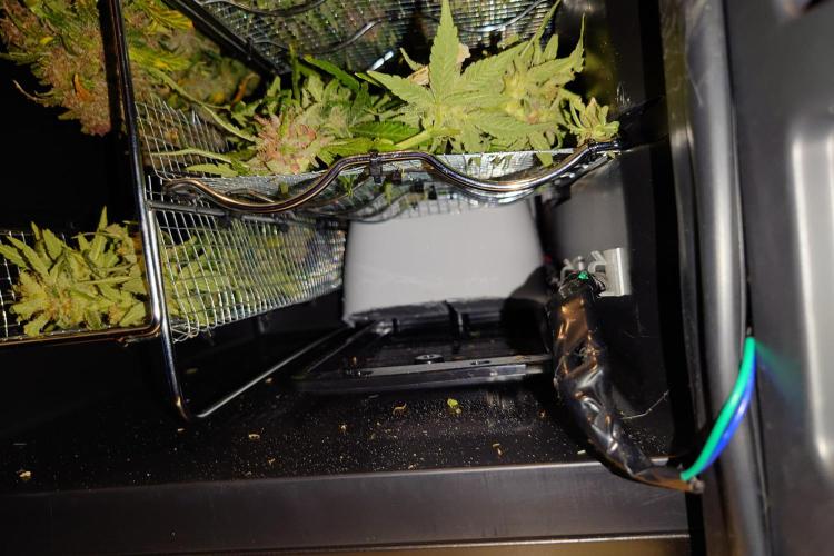 Grown in NarNia 2. Week 11