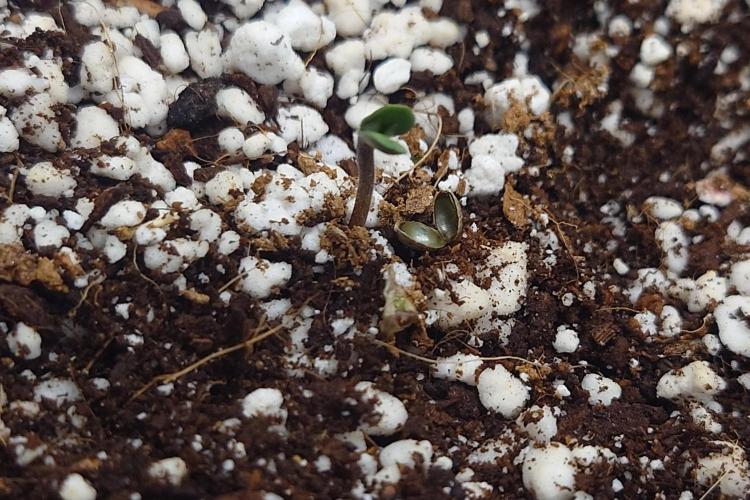 Narnia Grows - Amnesia Zkittles. Week 0 - Quack Quack 