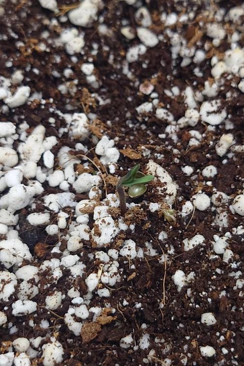 Narnia Grows - Amnesia Zkittles. Week 0
