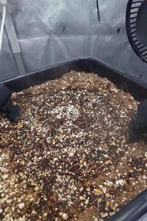 Narnia Grows - Amnesia Zkittles. Week 0