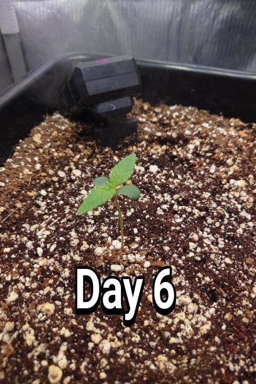 Narnia Grows - Amnesia Zkittles. Week 0