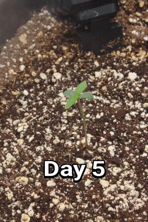Narnia Grows - Amnesia Zkittles. Week 0