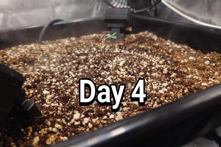 Narnia Grows - Amnesia Zkittles. Week 0