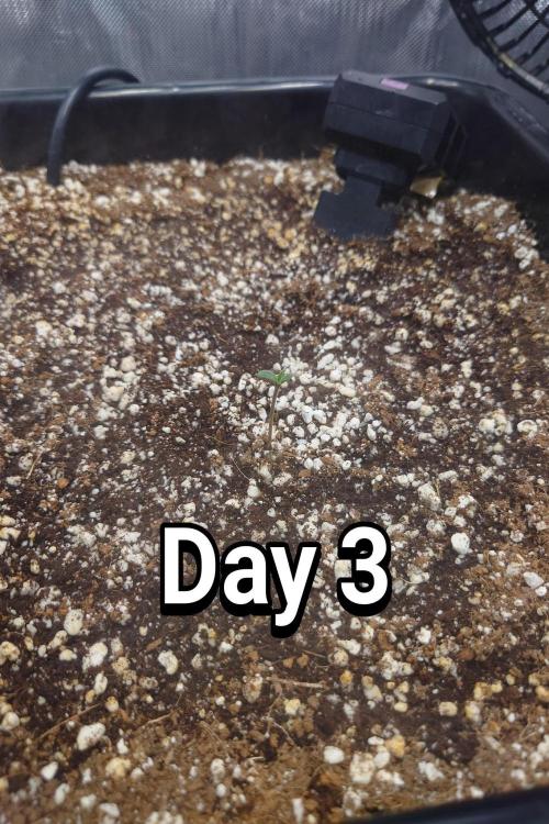 Narnia Grows - Amnesia Zkittles. Week 0