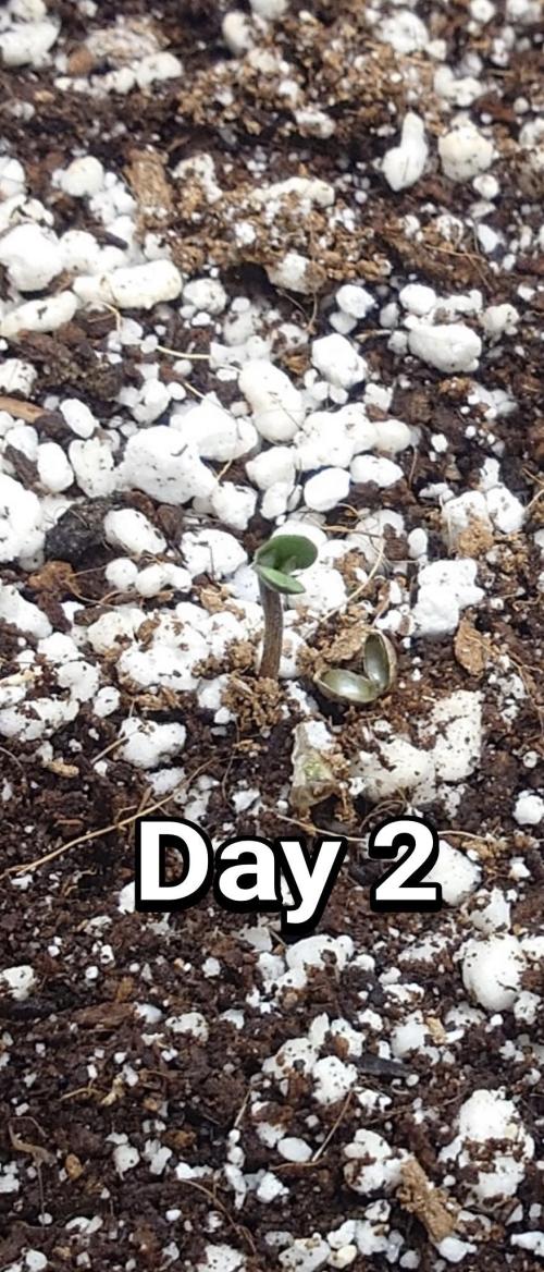 Narnia Grows - Amnesia Zkittles. Week 0