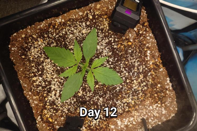 Narnia Grows - Amnesia Zkittles. Week 1