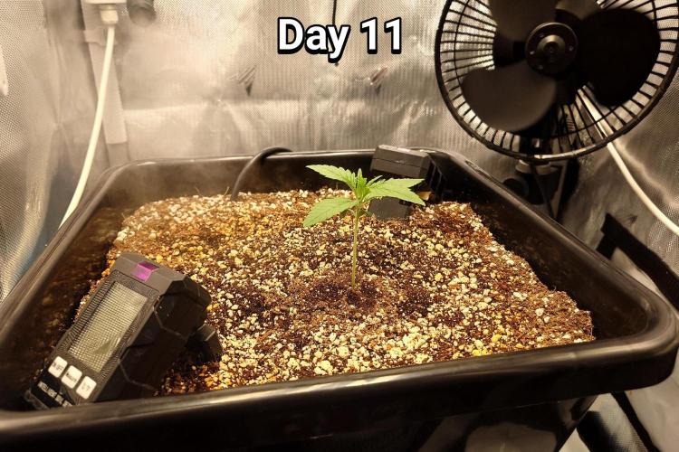 Narnia Grows - Amnesia Zkittles. Week 1