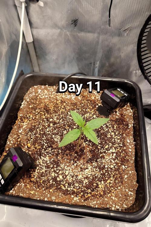 Narnia Grows - Amnesia Zkittles. Week 1