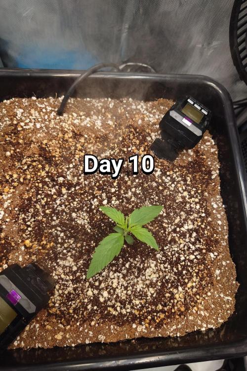 Narnia Grows - Amnesia Zkittles. Week 1