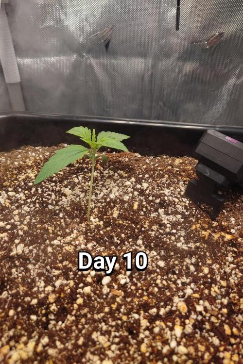 Narnia Grows - Amnesia Zkittles. Week 1