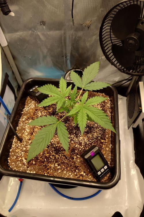 Narnia Grows - Amnesia Zkittles. Week 2