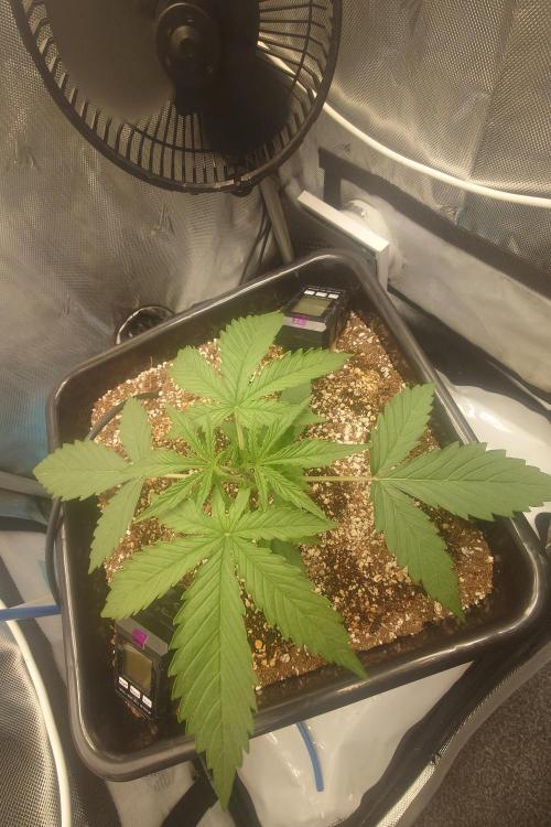 Narnia Grows - Amnesia Zkittles. Week 2