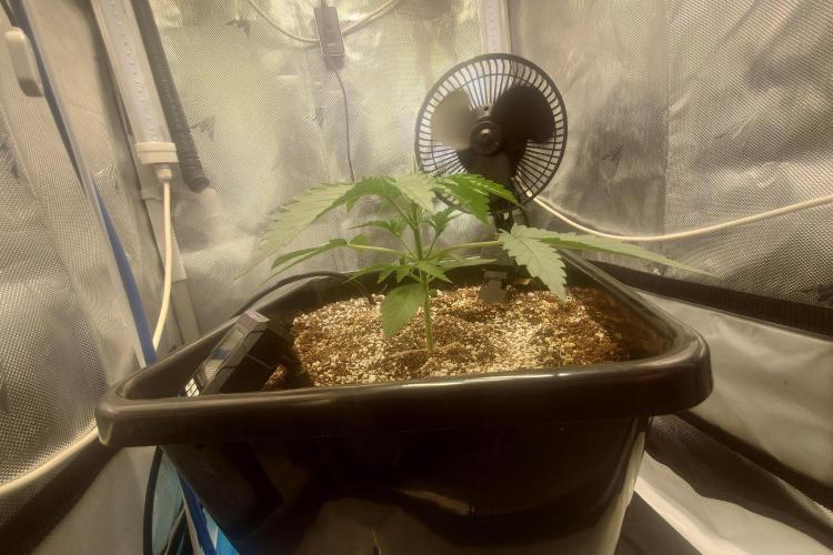 Narnia Grows - Amnesia Zkittles. Week 2