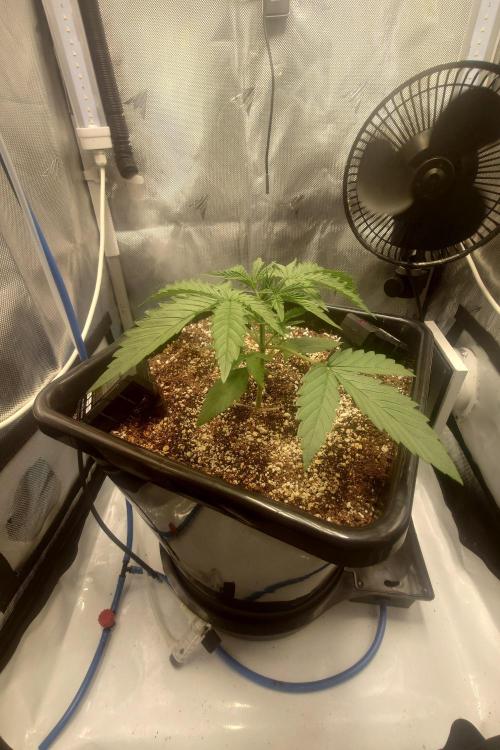 Narnia Grows - Amnesia Zkittles. Week 2