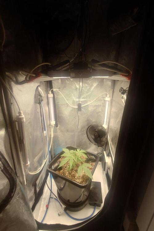 Narnia Grows - Amnesia Zkittles. Week 2