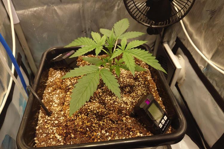 Narnia Grows - Amnesia Zkittles. Week 2
