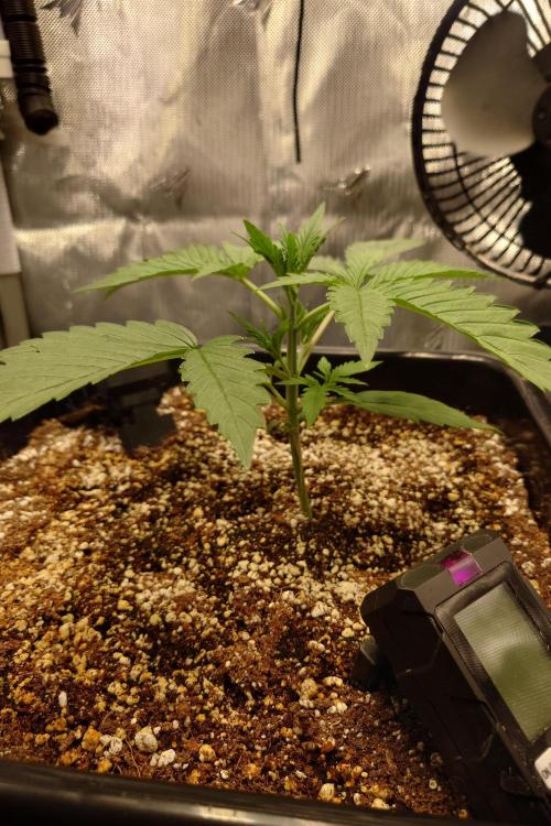 Narnia Grows - Amnesia Zkittles. Week 2