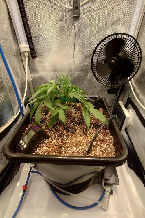 Narnia Grows - Amnesia Zkittles. Week 3