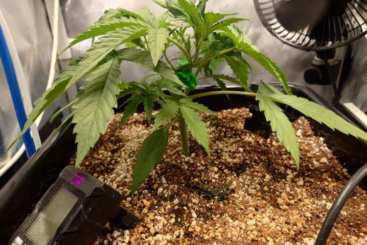 Narnia Grows - Amnesia Zkittles. Week 3