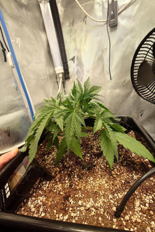 Narnia Grows - Amnesia Zkittles. Week 3