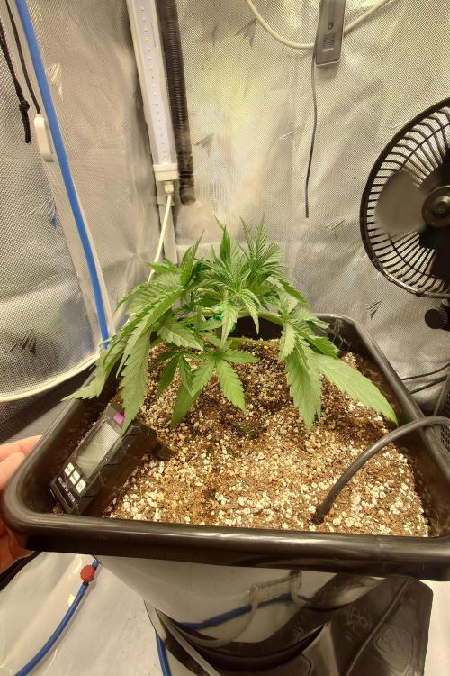 Narnia Grows - Amnesia Zkittles. Week 3