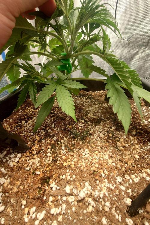 Narnia Grows - Amnesia Zkittles. Week 3