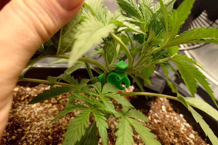 Narnia Grows - Amnesia Zkittles. Week 3