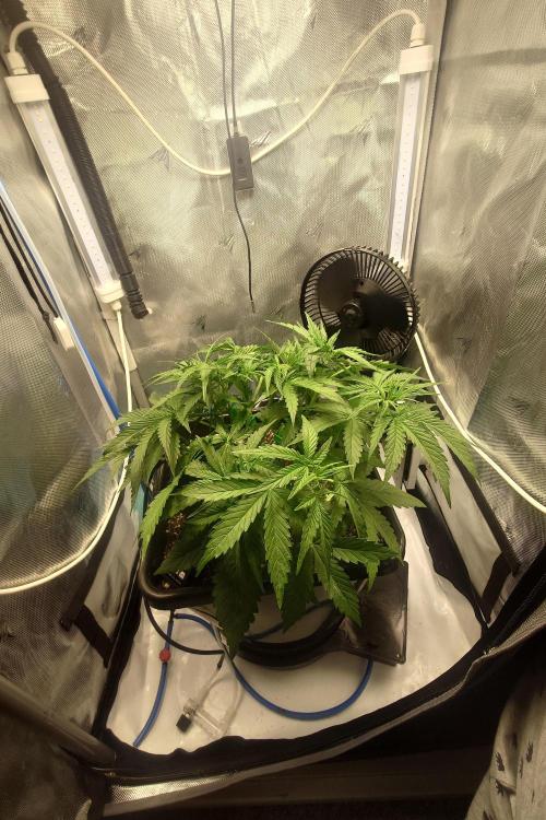 Narnia Grows - Amnesia Zkittles. Week 3