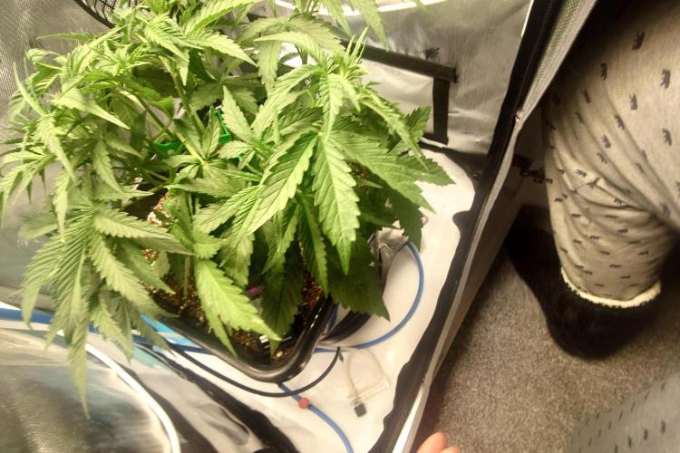 Narnia Grows - Amnesia Zkittles. Week 3
