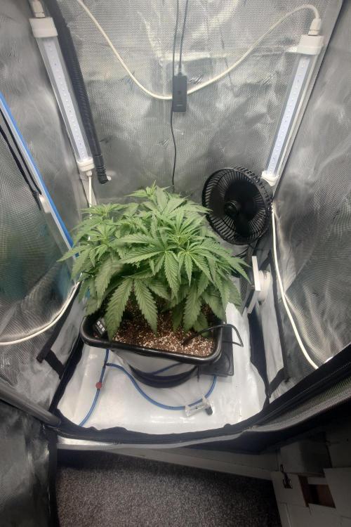 Narnia Grows - Amnesia Zkittles. Week 3