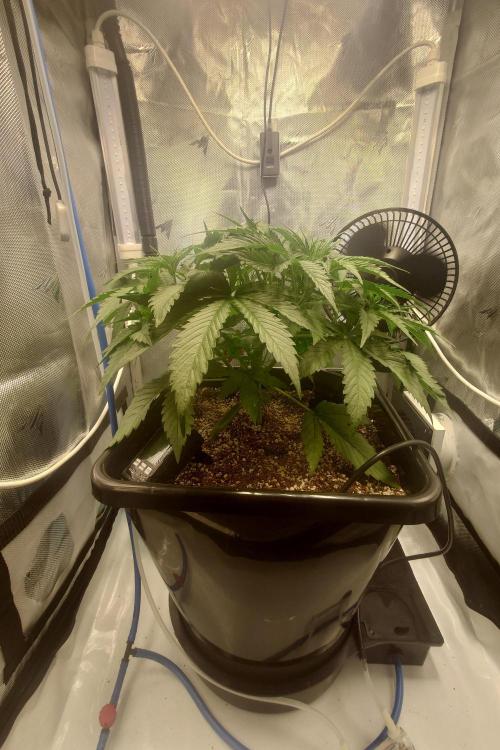 Narnia Grows - Amnesia Zkittles. Week 3