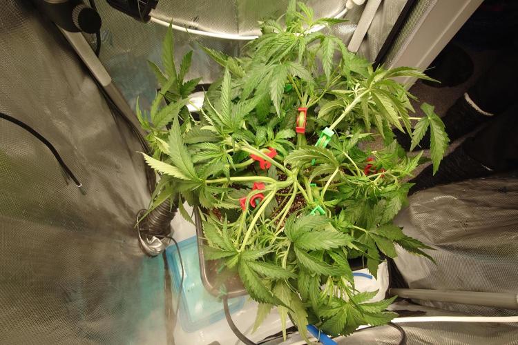 Narnia Grows - Amnesia Zkittles. Week 4