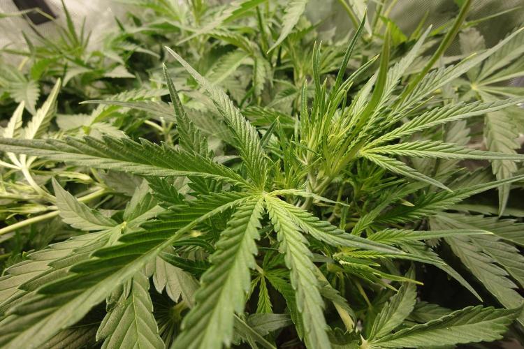 Narnia Grows - Amnesia Zkittles. Week 4