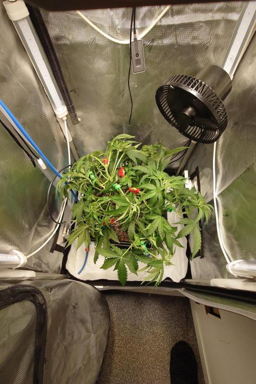 Narnia Grows - Amnesia Zkittles. Week 4