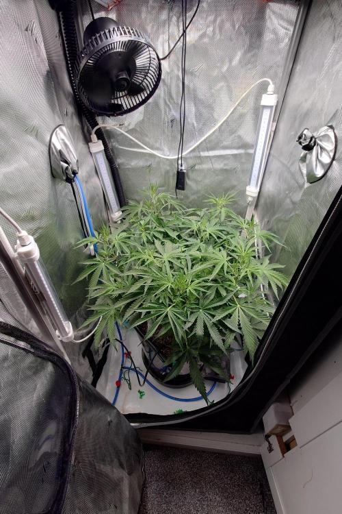 Narnia Grows - Amnesia Zkittles. Week 4