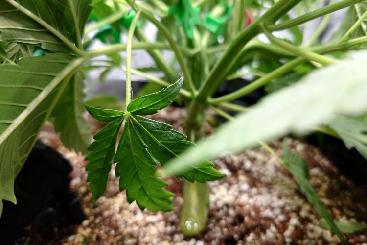 Narnia Grows - Amnesia Zkittles. Week 4