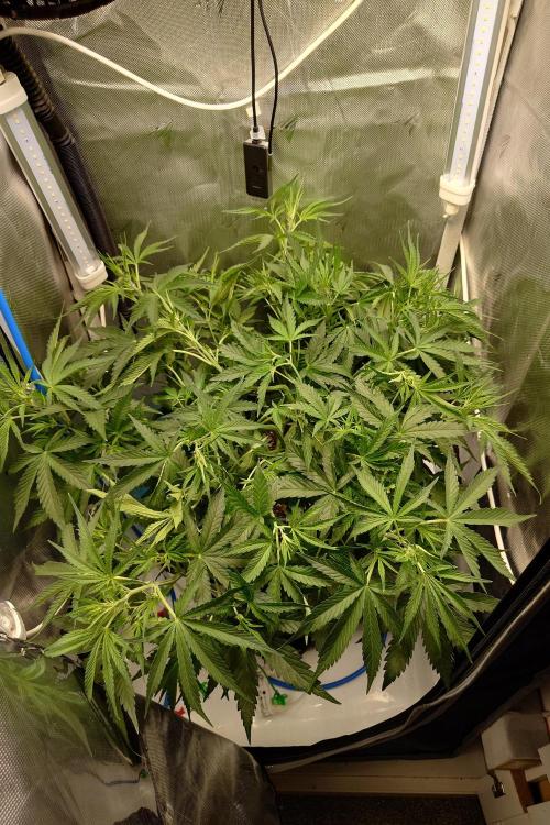 Narnia Grows - Amnesia Zkittles. Week 4