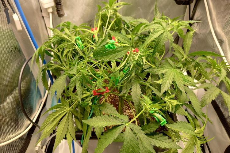 Narnia Grows - Amnesia Zkittles. Week 4