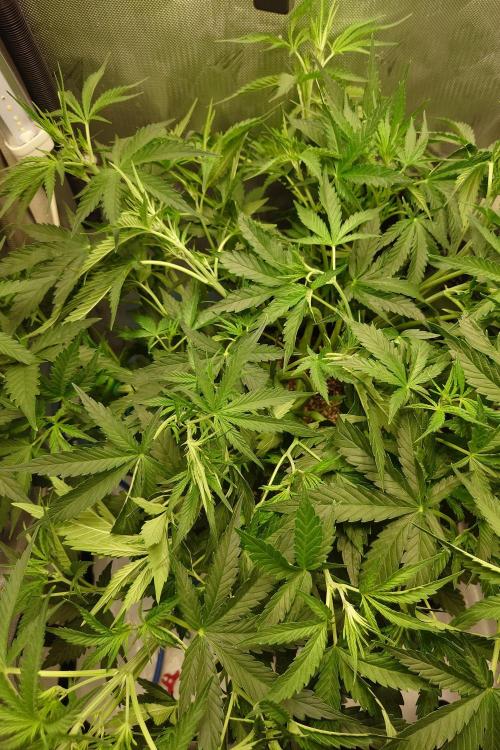 Narnia Grows - Amnesia Zkittles. Week 4