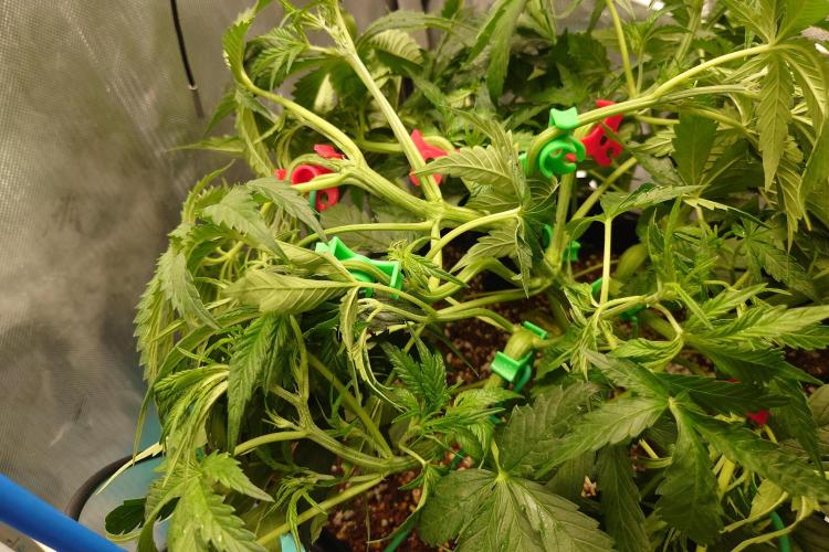 Narnia Grows - Amnesia Zkittles. Week 4