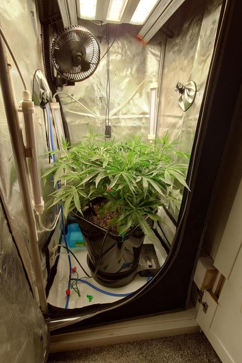 Narnia Grows - Amnesia Zkittles. Week 4