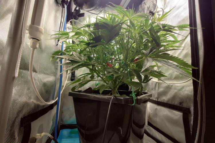 Narnia Grows - Amnesia Zkittles. Week 4