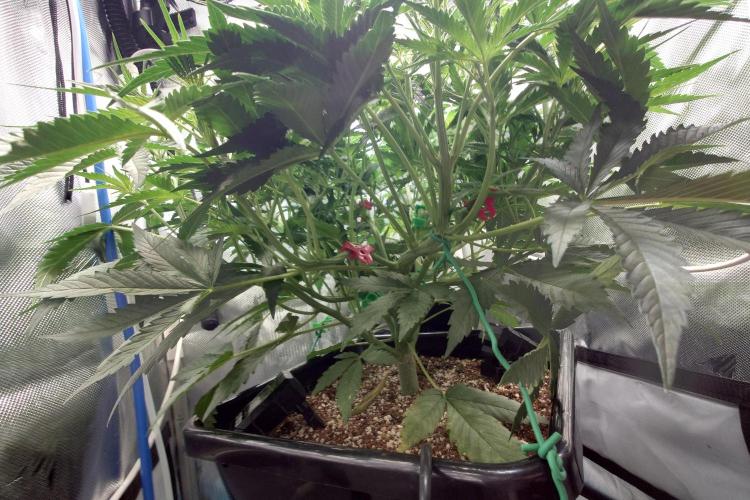 Narnia Grows - Amnesia Zkittles. Week 4