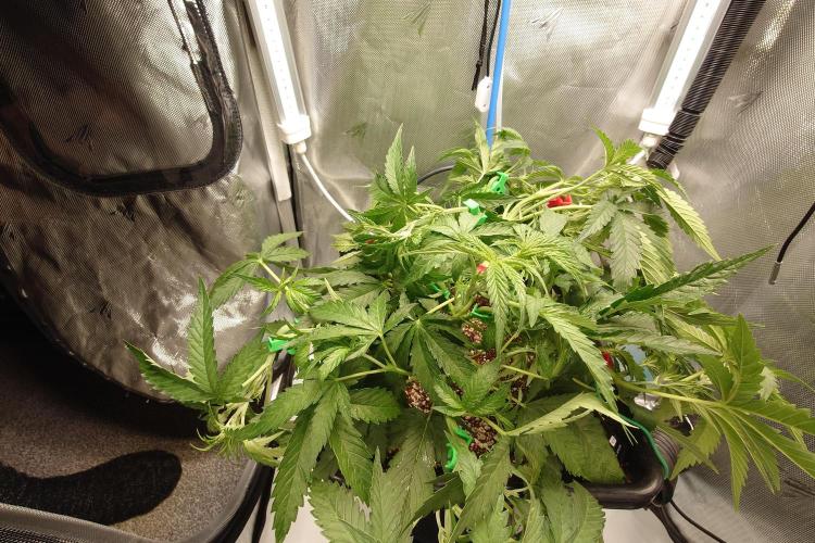 Narnia Grows - Amnesia Zkittles. Week 4