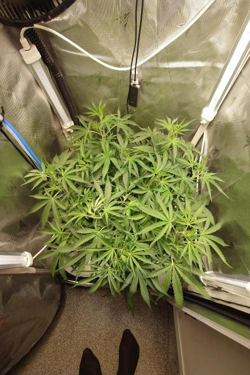 Cloudlab 722 Advance Grow Tent 2x2 (24 x 24 x 72). Week 4