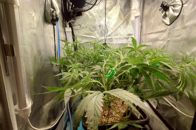 Narnia Grows - Amnesia Zkittles. Week 4