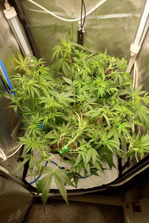 Narnia Grows - Amnesia Zkittles. Week 4