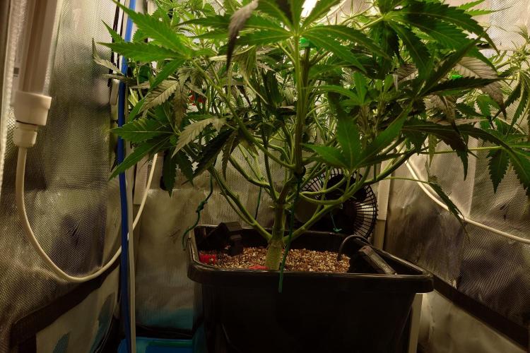 Narnia Grows - Amnesia Zkittles. Week 4