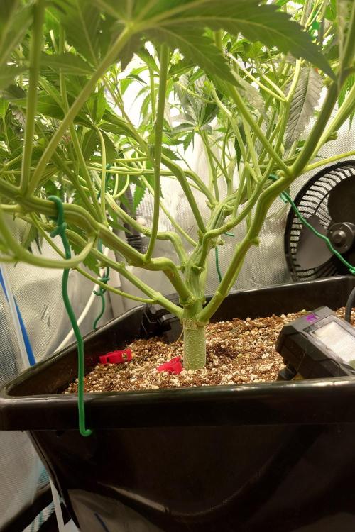 Narnia Grows - Amnesia Zkittles. Week 4